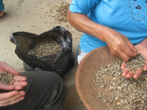 The beans are agitated to loosen the husks and then panned to try to blow off the husks and sort out the premium green beans to sell from the dark duds and the husks.